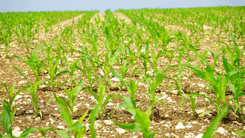 Strategic Equipment Investment in Agriculture: Balancing Financing, Performance, and Future Growth